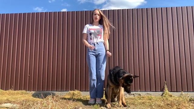 Как научить собаку команде «ко мне» | пошаговая инструкция смотреть онлайн