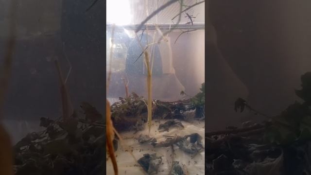 Линька палочника в имаго смотреть онлайн