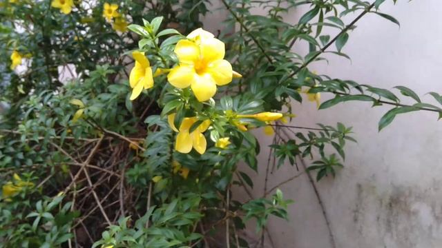 Allamanda cathartica / Bush allamanda / Beautiful yellow flowers in Home garden смотреть онлайн