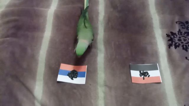 Россия-Египет смотреть онлайн