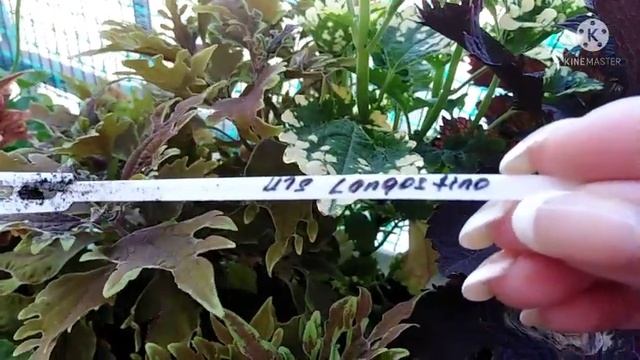 Как цветы переносят жару. Пеларгонии, колеусы, глоксинии смотреть онлайн