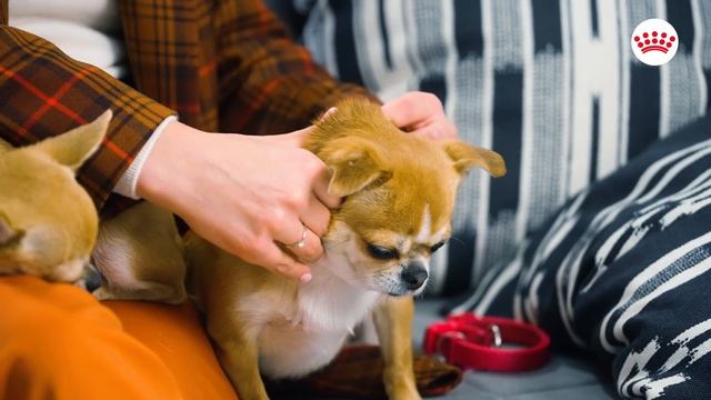 Зворушлива історія чихуахуа Раміни Есхакзай - Моні та Сірі. Як бути відповідальним власником тварин смотреть онлайн