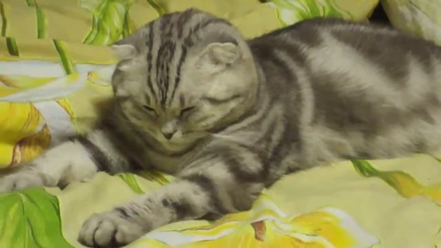 Кошка вырубилась смотреть онлайн