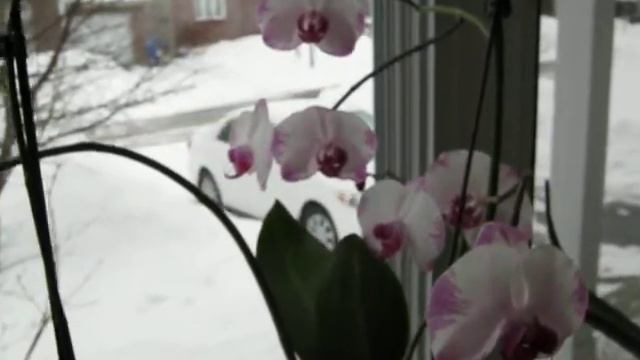 Полюбуемся Орхидеями смотреть онлайн