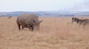 Носорог звуки животных для детей / Звук носорога, крик носорога