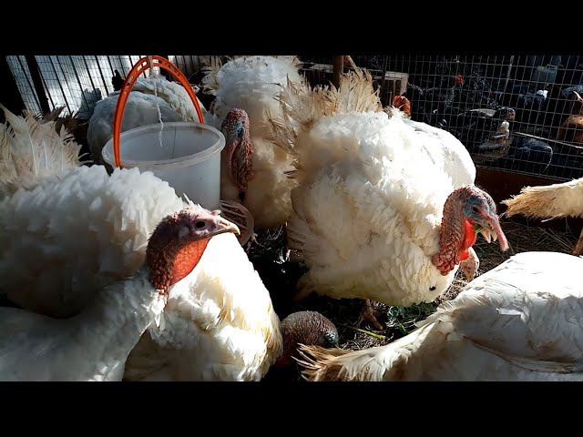 Как ПОЛУЧИТЬ 200 КГ мяса за 4 месяца. смотреть онлайн