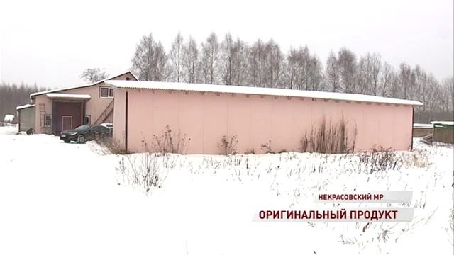 Мясо кролика теперь можно покупать без опасений: в Ярославской области заработал кооператив смотреть онлайн