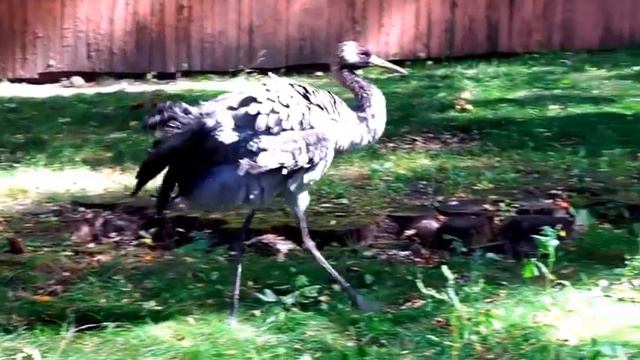 Витебский зоопарк смотреть онлайн