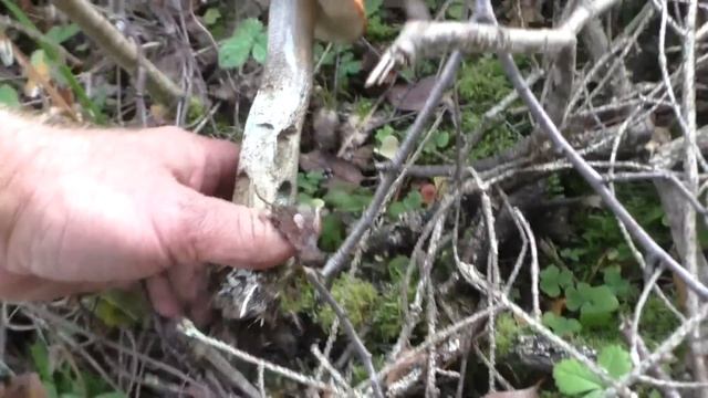 Этот лес полон грибов! Любые грибы, выбирай на вкус! Сентябрь 2023 года. Тихая охота продолжается! смотреть онлайн