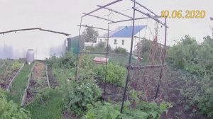 Шпалера для ежевики. Выращивание ежевики обыкновенной(колючей) на Южном Урале