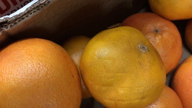 Таракан на апельсине в магазине / A cockroach on an orange in the store смотреть онлайн