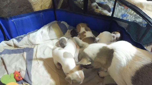 НА КОГО В ПРИРОДЕ ОХОТИТСЯ ЧИХУАХУА ? /купить щенка породы чихуа в питомнике РКФ Мари Мистик прода смотреть онлайн