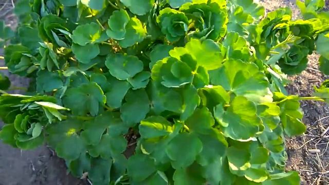 Аквилегия / водосбор / Aquilegia / Сад ORION смотреть онлайн