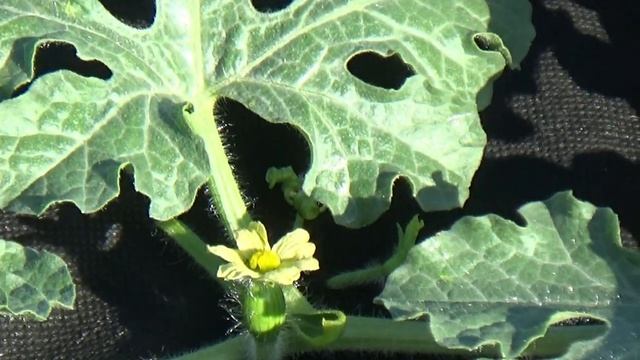 Выращивание  арбузов в открытом грунте. Средняя Полоса России.