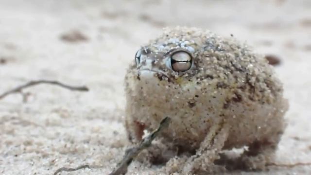 Quietschender (Sand-)frosch