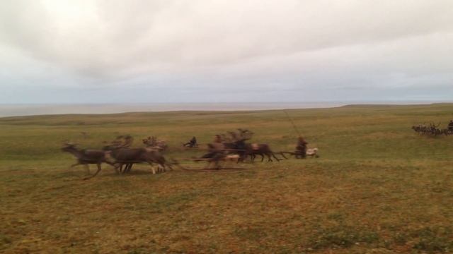 Гонки на оленьих упряжках. Ямб то смотреть онлайн