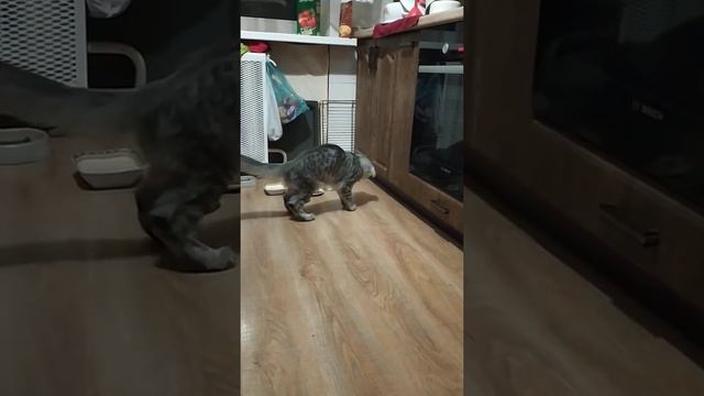 Мейн Кун играет с сосиской смотреть онлайн