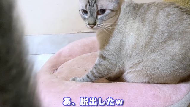 血のつながりのない子猫たちが見せてくれた家族愛に感動した… -Healing the family love shown by kittens who are not blood related - смотреть онлайн