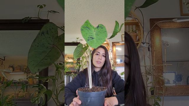 Alocasia vs Calocasia I Care and Differentiate смотреть онлайн
