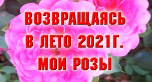 Вернемся в лето 2021 года. Мои розы.