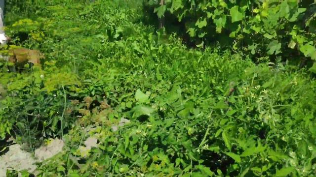 Бульдог Жора весь в отца-огуречная душа!#americanbulldog #американскийбульдог смотреть онлайн