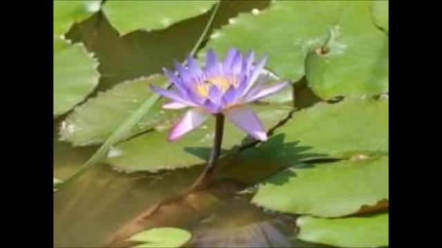 ЛИЛИИ СИРЕНЕВОГО ПРУДА. смотреть онлайн