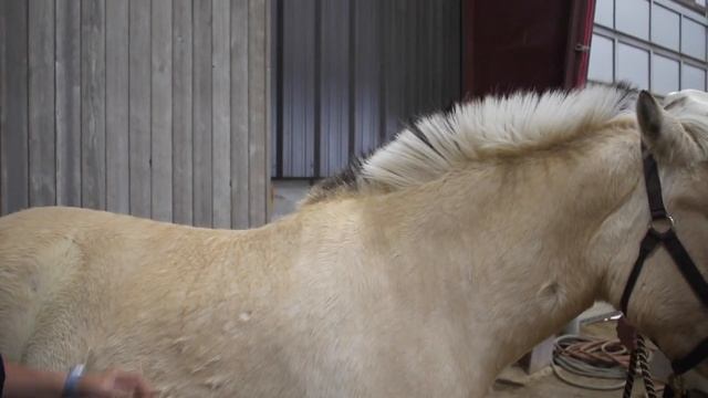 Norwegian Fjord Horse Characteristics смотреть онлайн