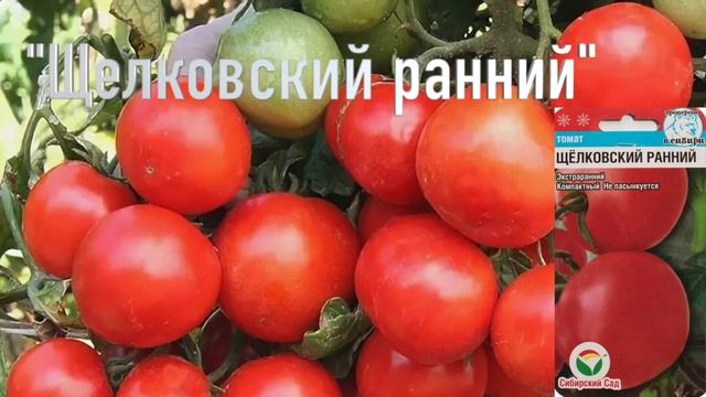 БЕЗУМНО урожайный сорт для ОТКРЫТОГО грунта, устойчив к ночным заморозкам смотреть онлайн