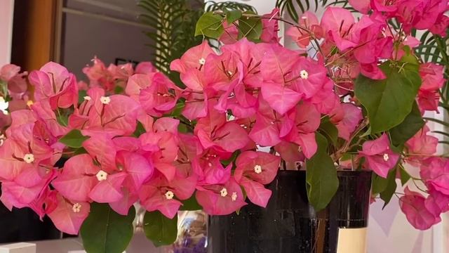 Моя бугенвиллия😊 инстаграм: Bougainvillea_world смотреть онлайн