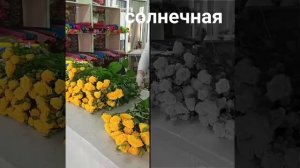 Роза-спрей Шанни