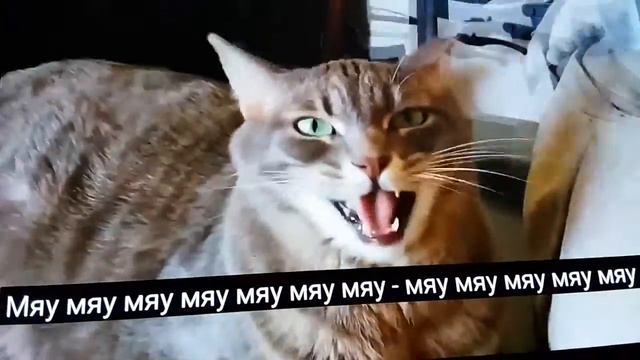 Коты поют песни