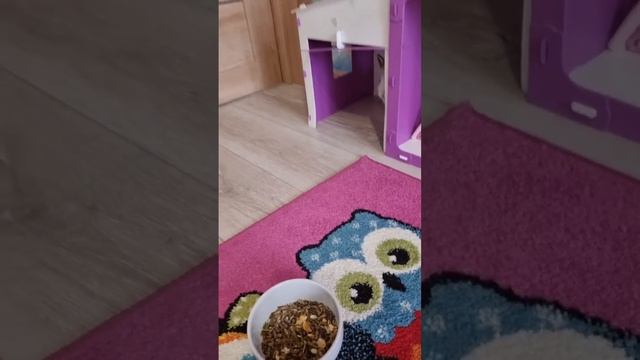 Вот так карликовый кролик минор злится? смотреть онлайн