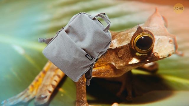 Что, если вымершие виды животных вдруг воскреснут? смотреть онлайн