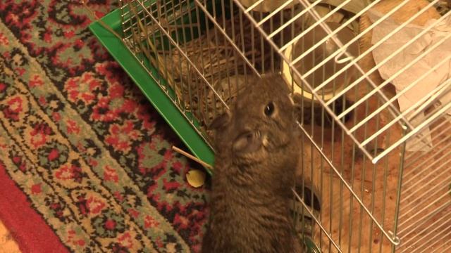 Белка Дегу смотреть онлайн