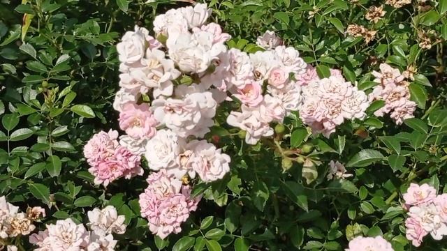 #роза_Фейри смотреть онлайн