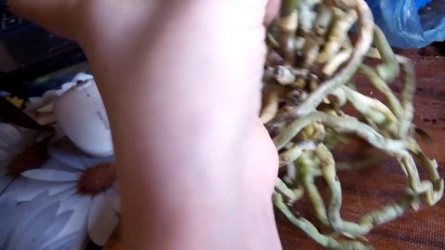 Мои новые реанимашки. смотреть онлайн