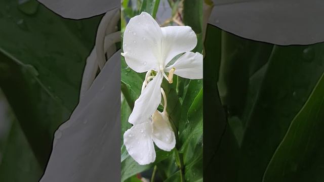 Fragrant edible Ginger Lillies смотреть онлайн
