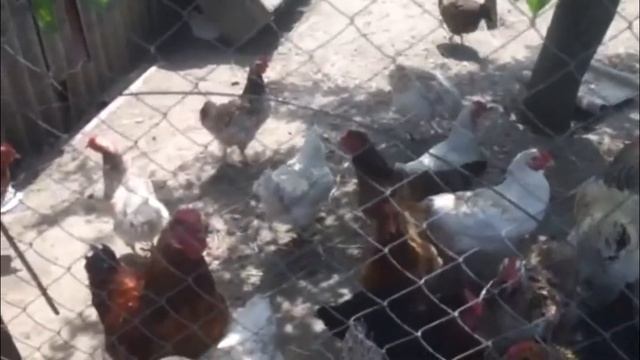 Рыбалка в Анапе! Плов на костре по казачье смотреть онлайн