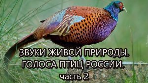 Звуки живой природы. Голоса птиц России.