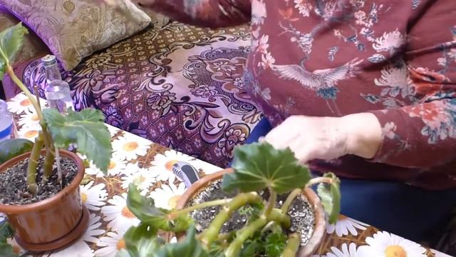 Обрезка бегонии для пышного весеннего цветения. смотреть онлайн