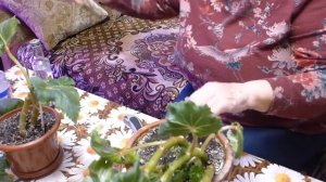 Обрезка бегонии для пышного весеннего цветения.