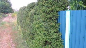 Живая изгородь из ёлок на 9 год.