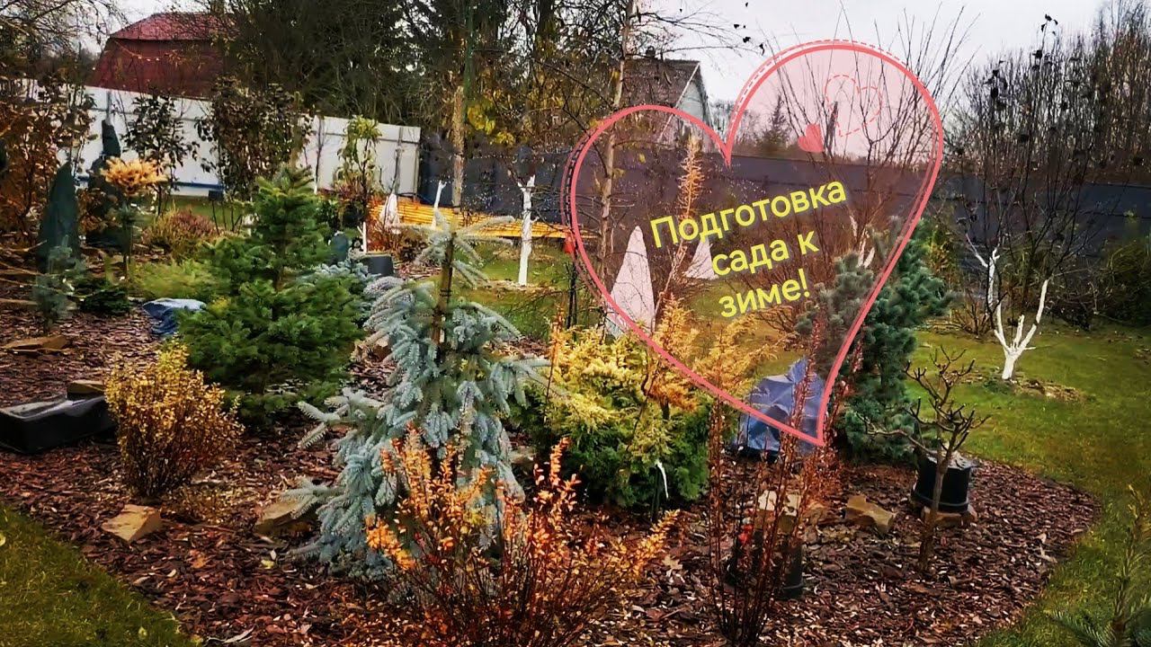 Укрытие редких хвойных! Неделя с Мечтательницей! Подготовка сада к зиме! 29ок.- 6 ноября 2023г смотреть онлайн