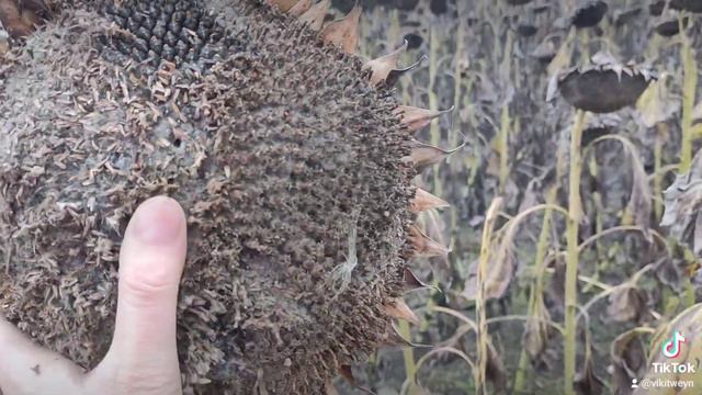 Подсолнух - эффект тлена! 🌻 смотреть онлайн