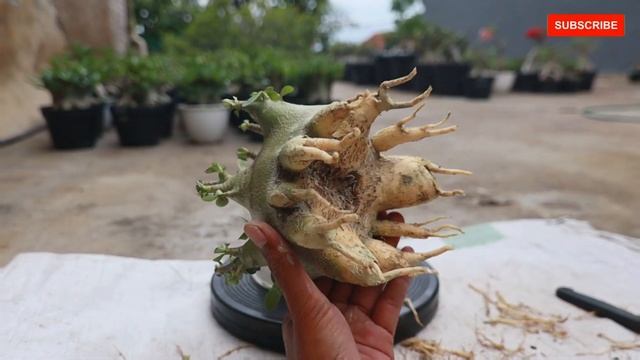 Replacement of Planting Media Adenium Arabicum Plant. Pruning & Root Selection. Desert Rose Bonsai смотреть онлайн