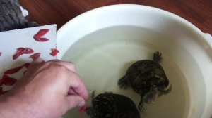 Правильное кормление красноухих черепах