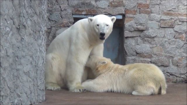 Lomonosov gets nursed by Uslada at Leningrad Zoo, in Saint Petersburg, Russia смотреть онлайн