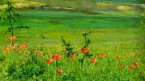 Айыы уола - Сардаана сибэкки.