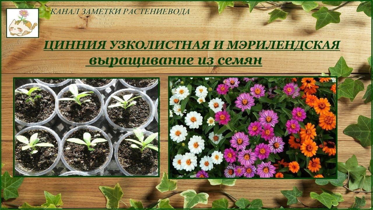 Цинния низкорослая (узколистная и мэрилендская) выращивание из семян от посева до цветения смотреть онлайн