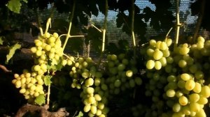 Виноград Дарья 2020